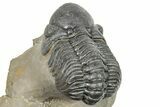 Two Detailed Reedops Trilobite - Atchana, Morocco #251664-2